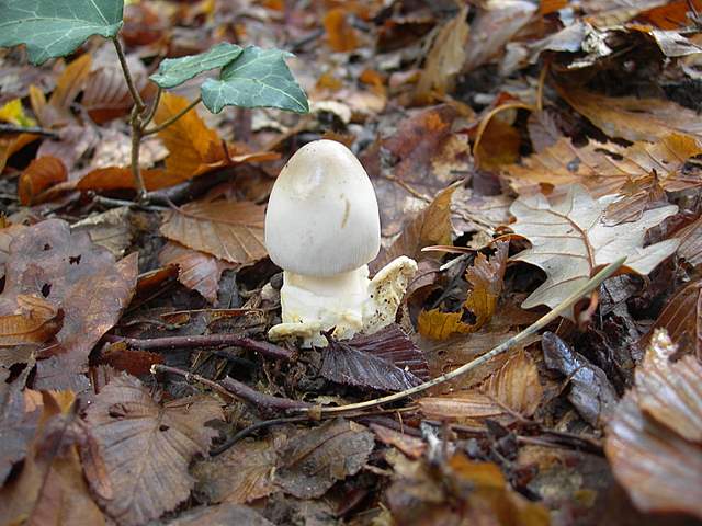 Amanita spec. Cod.: 4748-07